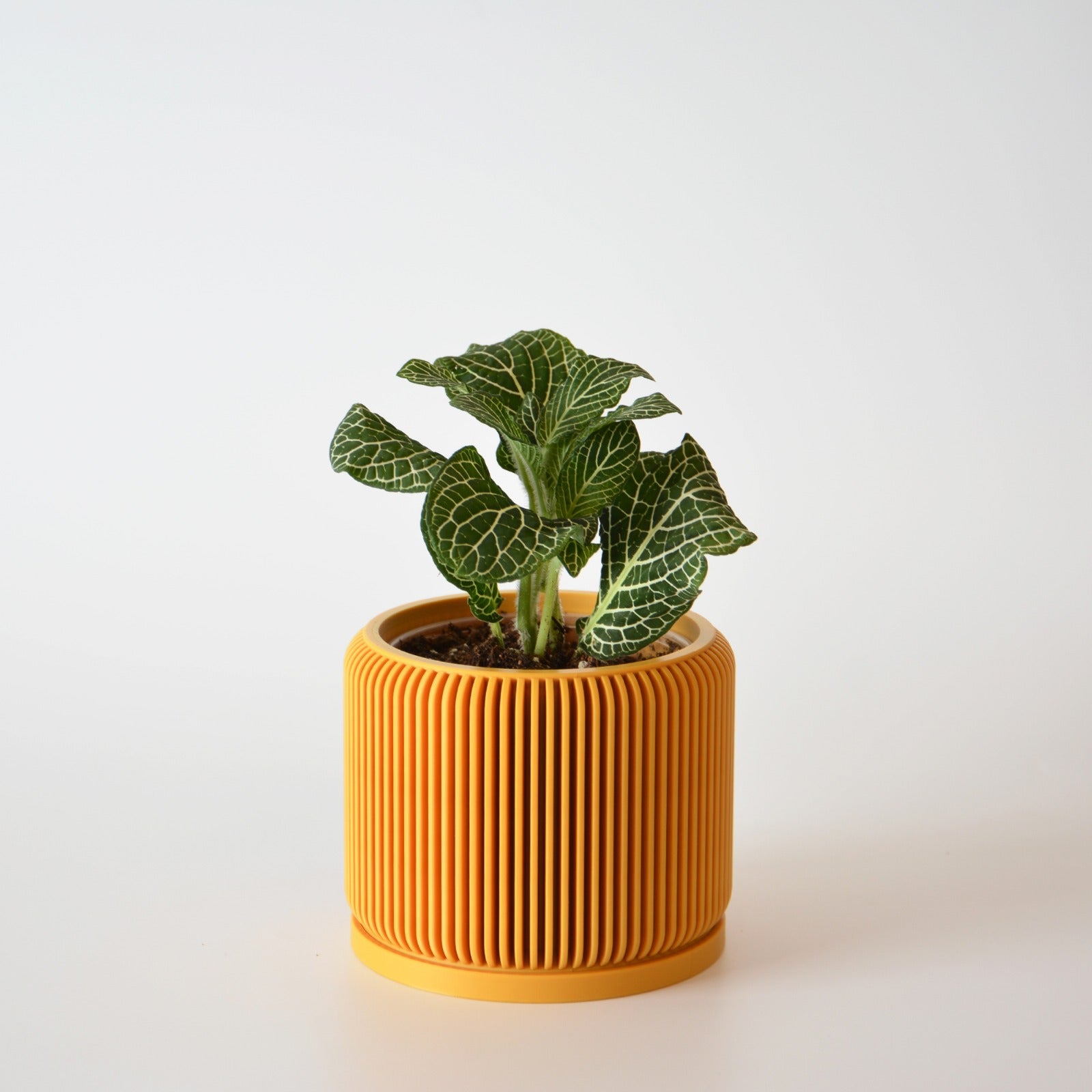 Indoor Planter with Drip Tray